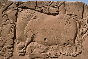 牛を描いたレリーフの詳細、ラメセス2世（紀元前1298～32年）の中庭（石灰岩 作： Egyptian 19th Dynasty