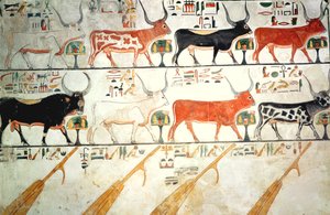 ニューキングダム、ネフェルタリの墓からの7つの天の牛と神聖な雄牛と4つの天のかじ（壁画） 作： Egyptian 19th Dynasty