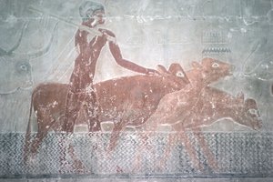 旧王国、ティのマスタバ礼拝堂で運河を運んでいる牛（壁画）