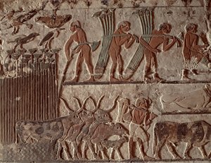 パピルスと一群の牛の収穫、旧王国（壁画）