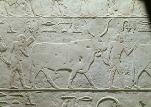 牛をリードする牧夫、アケトヘテプのマスタバの細部、旧王国のサッカラ出身、紀元前2500年頃（石灰岩塗装）