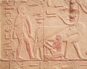 古王国・カゲムニのマスタバ（石灰岩塗装）の牛を搾乳する男性を描いたレリーフ