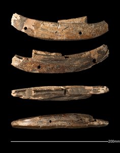 モデルボート、ヒエラコンポリス、王朝時代前期（前2950年頃～前2575年頃）（象牙彫刻 作： Egyptian Egyptian