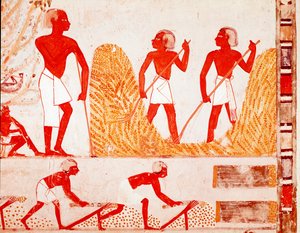 古代エジプトの収穫の様子（フレスコ画