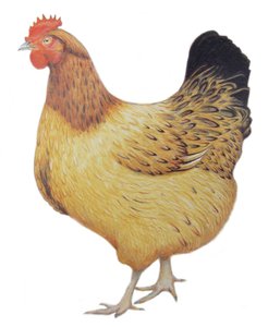 鶏 2012年 （紙に水彩絵の具と鉛筆）