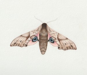 アイド・ホーク・モス、2023年（水彩画） 作： Eleanor Grafton