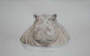 カバ、2021年（水彩画）