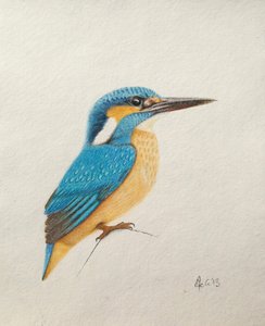 カワセミ, 2013 （水彩絵の具、鉛筆）