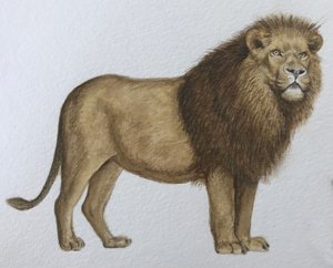 ライオン、2019年（水彩絵の具、鉛筆）