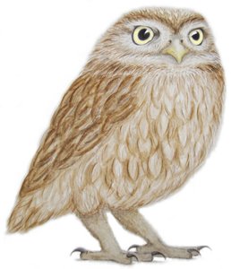 小さなフクロウ, 2011 （紙に水彩絵の具と鉛筆） 作： Eleanor Grafton
