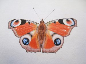 クジャクチョウ, 2012 （水彩絵の具、鉛筆）