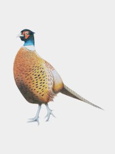 キジ, 2012 （水彩絵の具、鉛筆）