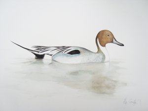 オナガガモ, 2011 （水彩絵の具、鉛筆）