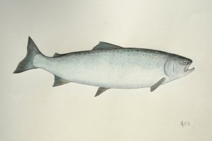 サーモン, 2013 （水彩絵の具、鉛筆）