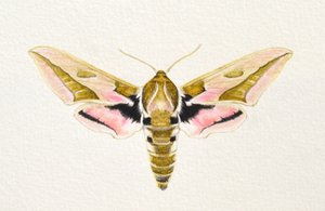 Spurge Hawk Moth, 2023（水彩画） 作： Eleanor Grafton