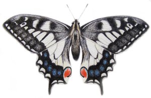 スワロウテイル, 2012 （水彩絵の具、鉛筆）
