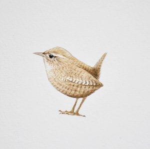 ミソサザイ、2019年（水彩絵の具と鉛筆）