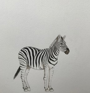 シマウマ 2018年（水彩色鉛筆、絵の具）
