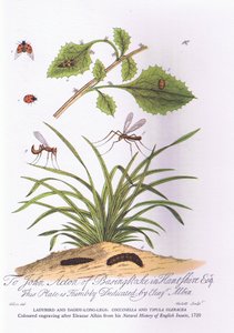 レディバードとダディロンドレッグスCoccinellaとTipula Oleracea（カラーリトグラフ 作： Eleazar (after) Albin