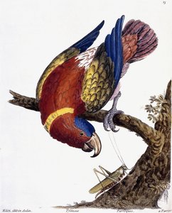 オウム、1731-1738