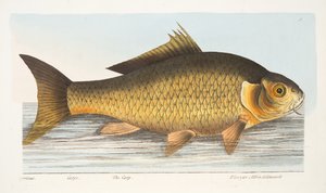鯉と魚と池の小説からのパブ。 1832（手描きの彫刻）