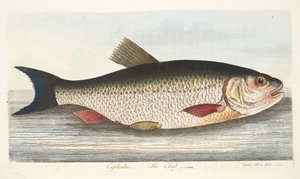 魚と魚のいる池の小説、パブからのチャブ。 1832（手描きの彫刻） 作： Eleazar Albin