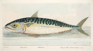 魚と魚のいる池の小説、パブからのサバ。 1832（手描きの彫刻）