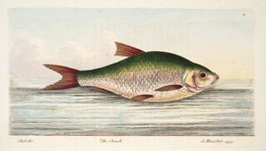 魚と魚のいる池の扱いに関するパブのローチ。 1832（手描きの彫刻） 作： Eleazar Albin