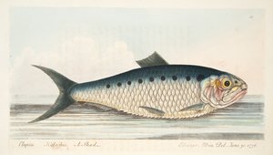 シャッド、魚と魚の池に関するお土産、パブ。 1832（手描きの彫刻）
