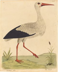 コウノトリ (チコニア アルバ)