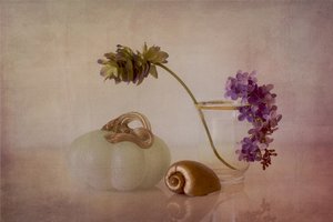 穏やかなカボチャの静物画 作： Elena Arjona