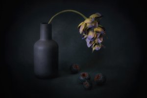 影に包まれた花と実 作： 