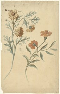 赤と茶色の花の花学
