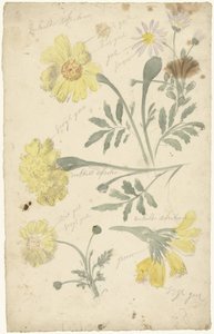 Bloemstudies van afrikaantjes   1390658   ja       japanese Successfully Translated  Original: The Bathers Small Plate, 1897. Translat: The Bathers Small Plate, 1897. 1161342 ja japanese Successfully Translated Original: Plate 319, from A Curious Herbal Tr