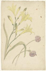 黄色いユリと咲くタマネギの花の研究 作： Elias van Nijmegen