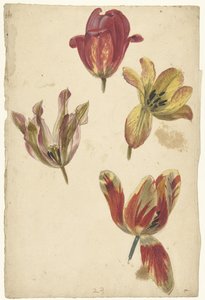 4つのチューリップの研究 作： Elias van Nijmegen