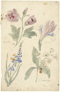 アイリスを含む花の研究