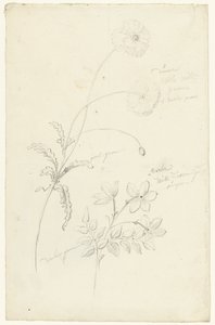 ケシとジャスミンの研究 作： Elias van Nijmegen