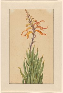 クロコスミア (モントブレチア) 作： Elias van den Broeck (signed by artist)