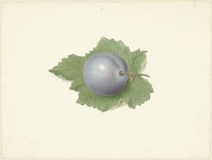 葉の上の梅 作： Elisabeth Geertruida van de Kasteele