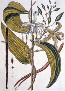 次のアーティストによるアート作品 Elizabeth Blackwell