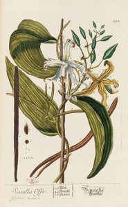 Herbarium Blackwellianum emendatum et auctum, 1754-1773. 作： Elizabeth Blachrie Blackwell