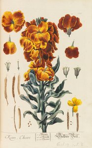 Blackwellian Herbarium の改訂および拡大、1754 ～ 1773 年。 作： Elizabeth Blachrie Blackwell