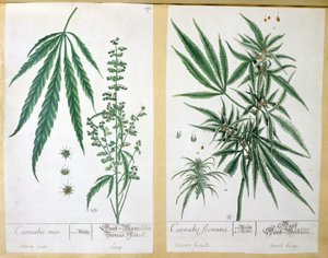 大麻masと大麻foemina、 &39;Herbarium Blackwellianum&39;、1757年（ペンとインク、紙にトイレ） 作： Elizabeth Blackwell