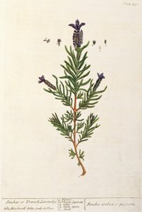 フレンチラベンダー、 &39;A Curious Herbal&39;のプレート241、1782年発行（カラー彫刻） 作： Elizabeth Blackwell