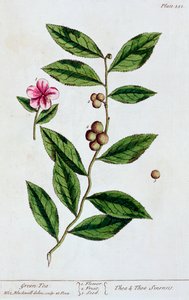 緑茶、1782年 作： Elizabeth Blackwell