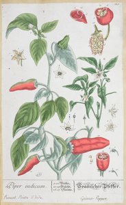 1757年に公開されたドイツ語版「好奇心の強いハーブ」のギニアペッパー（パイパーインディカム）プレート129