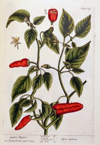 ギニアペッパー、 &39;A Curious Herbal&39;のプレート129、1782年発行（カラー彫刻）