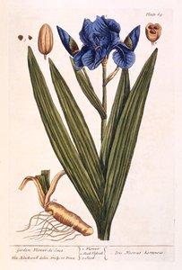 アイリス、 &39;A Curious Herbal&39;のプレート69、1782年発行（カラー彫刻） 作： Elizabeth Blackwell