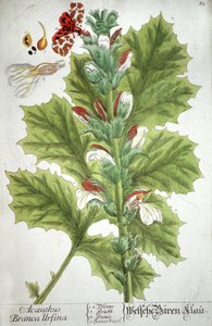 ラカンテアカンサス、1737